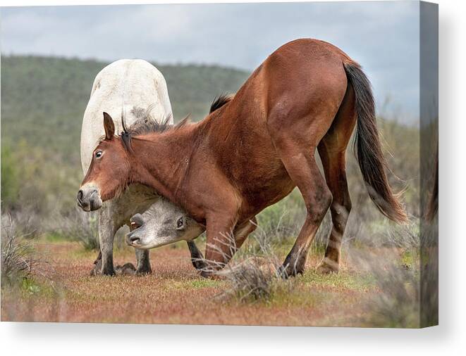 Stallion Canvas Print featuring the photograph Going Low. by Paul Martin