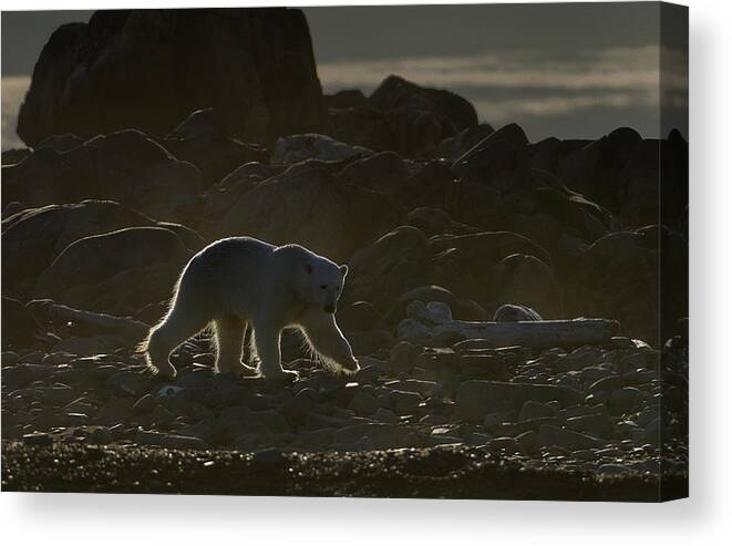 Svalbard Canvas Print featuring the photograph Golden Bear by Marc Pelissier