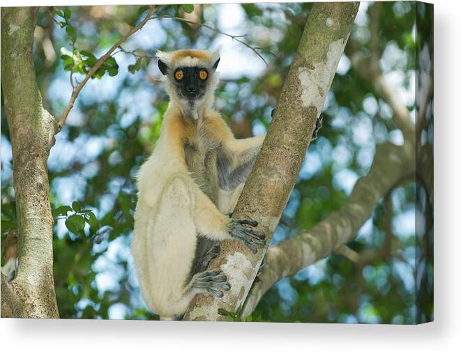 149228 Canvas Print featuring the photograph Golden-crowned Sifaka Propithecus by Nhpa