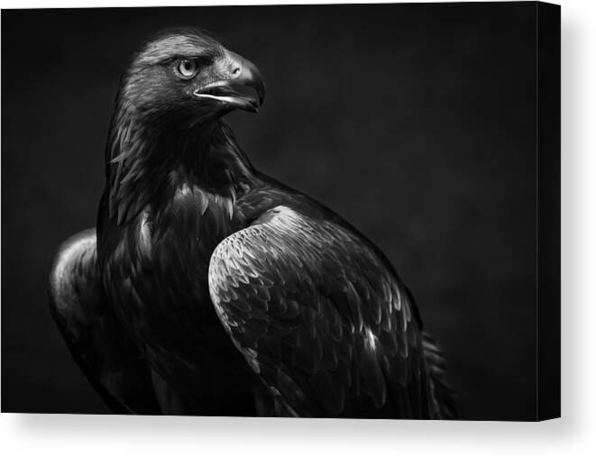 Eagle Canvas Print featuring the photograph Golden Eagle by Andreas Krinke