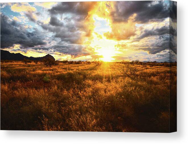 Grass Canvas Print featuring the photograph Golden light of southern Arizona by Chance Kafka
