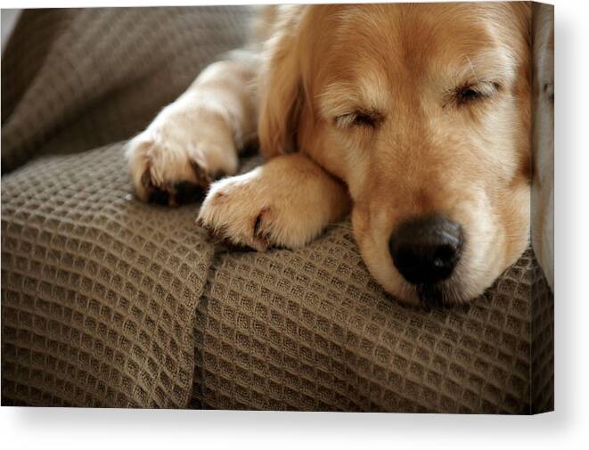Pets Canvas Print featuring the photograph Golden Retriever Dog Sleeping On Sofa by Janie Airey