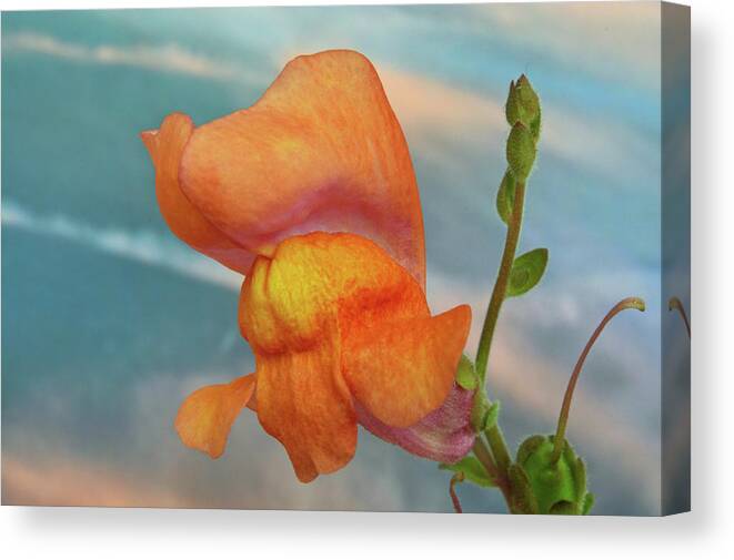 Snapdragon Canvas Print featuring the photograph Golden Snapdragon by Terence Davis