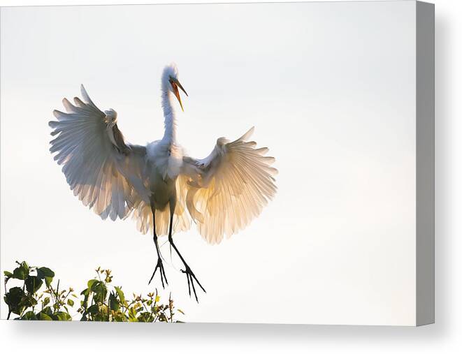 Bird Canvas Print featuring the photograph Golden Wings by Phillip Chang