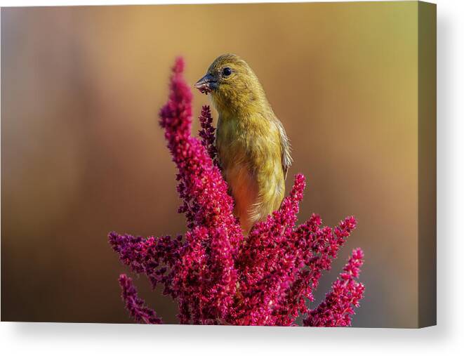Goldfinch Canvas Print featuring the photograph Goldfinch by Wei Liu