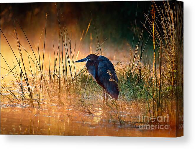 Bed Canvas Print featuring the photograph Goliath Heron Ardea Goliath by Johan Swanepoel
