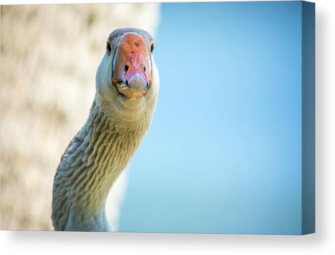 Wildlife Canvas Print featuring the photograph Goose Stare Down by Joe Leone