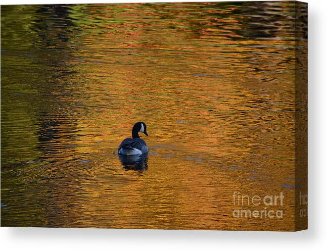 Geese Canvas Print featuring the photograph Goose Swimming In Autumn Colors by Dani McEvoy