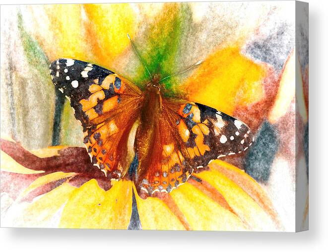 Cosmopolitan Canvas Print featuring the photograph Gorgeous Painted Lady Butterfly by Don Northup