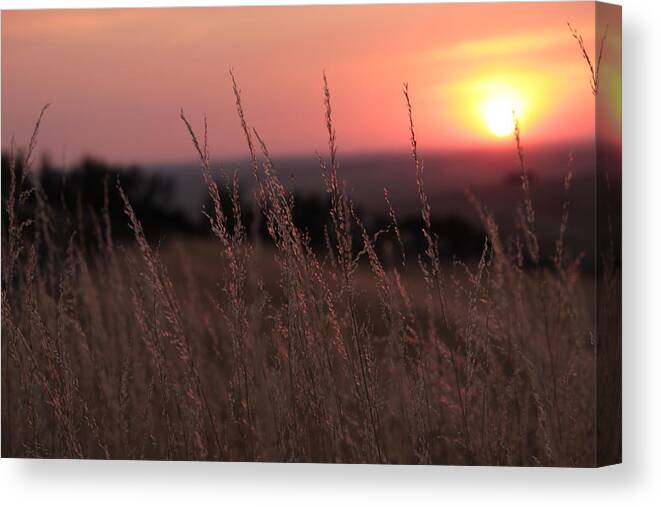 Idaho Canvas Print featuring the photograph Grass and sunset by Jean Evans