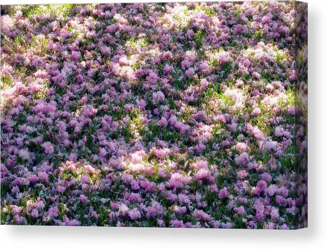 Grass Canvas Print featuring the photograph Grass Covered With Flower Petals by Maria Mosolova
