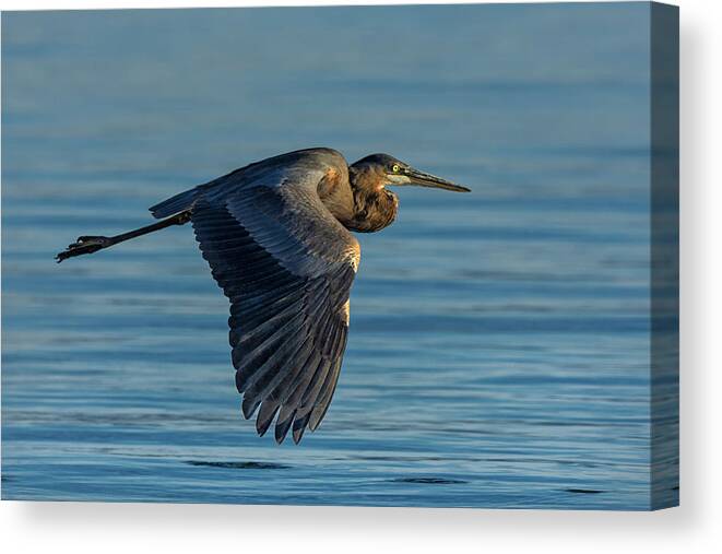 Great Blue Heron Canvas Print featuring the photograph Great Blue Heron Flying by Rick Mosher
