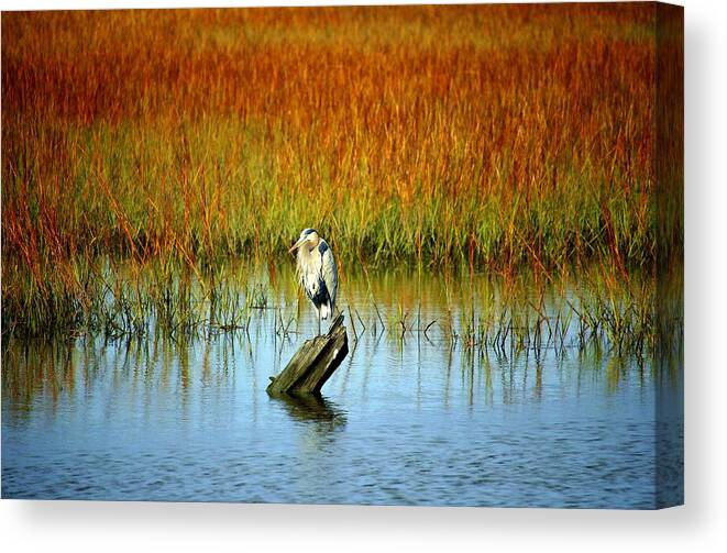 Great Blue Heron Canvas Print featuring the photograph Great Blue Heron On Wood by Cynthia Guinn