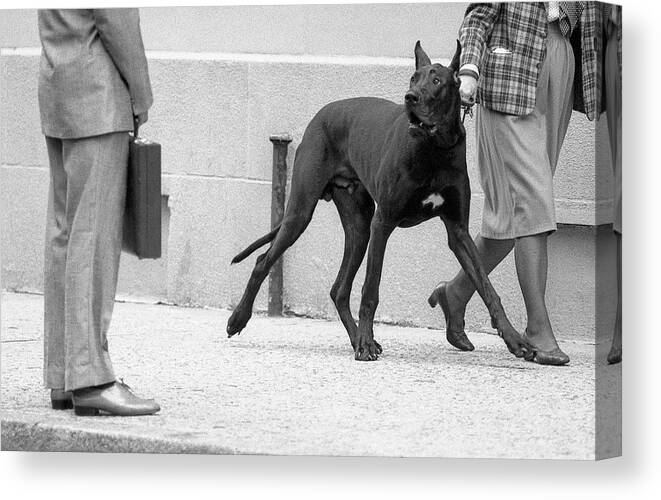 Dog Canvas Print featuring the photograph Great Dane Bodyguard (from The Series boy Meets Girl) by Dieter Matthes