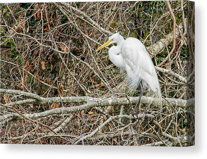 Egret Canvas Print featuring the photograph Great Egret by Bob Decker