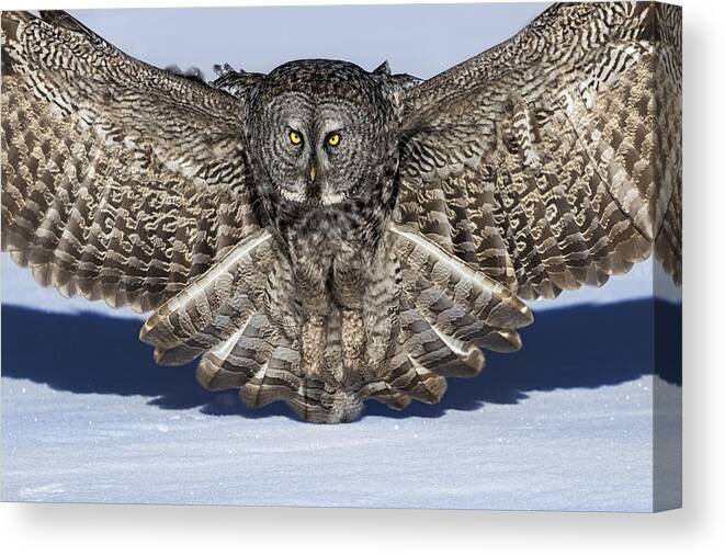 Owl Canvas Print featuring the photograph Great Grey Owl by Jun Zuo
