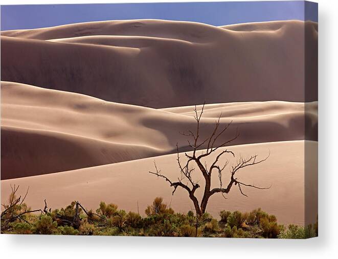 Great Sand Dunes Np Tree Canvas Print featuring the painting Great Sand Dunes Np Tree 6-14 1219 by Mike Jones Photo