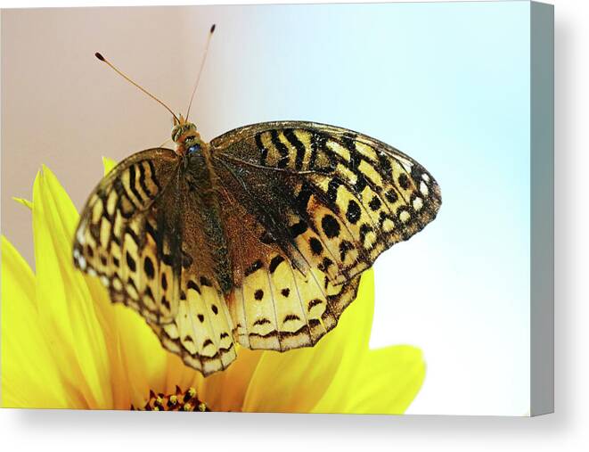 Butterfly Canvas Print featuring the photograph Great Spangled Fritillary Butterfly by Debbie Oppermann