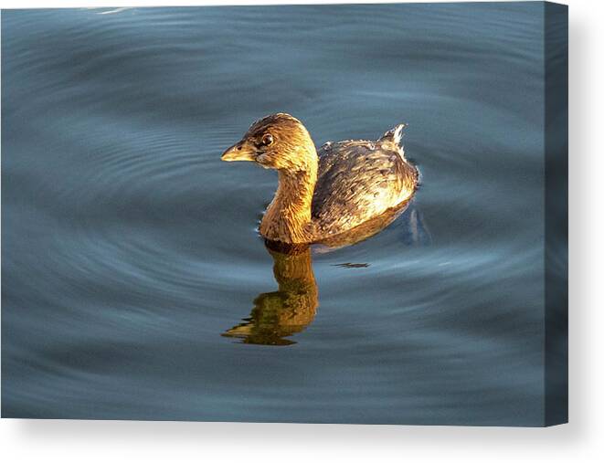 Grebe Canvas Print featuring the photograph Grebe by David Wagenblatt