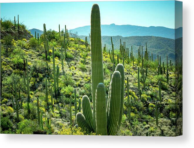 Green Canvas Print featuring the photograph Green and Yellow by Melisa Elliott