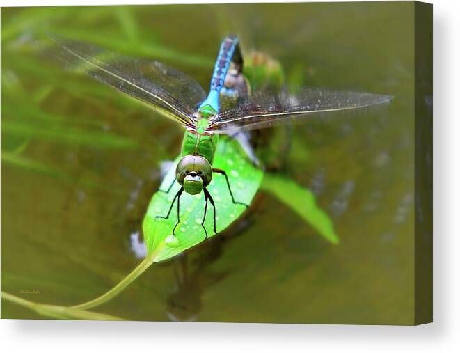 Dragonfly Canvas Print featuring the photograph Green Darner Dragonfly by Christina Rollo
