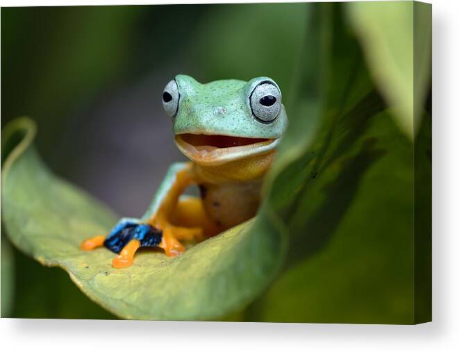 Amphibian Canvas Print featuring the photograph Green Flying Frog by Dikky Oesin