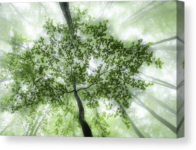 Fog Canvas Print featuring the photograph Green Forest by Tom Pavlasek