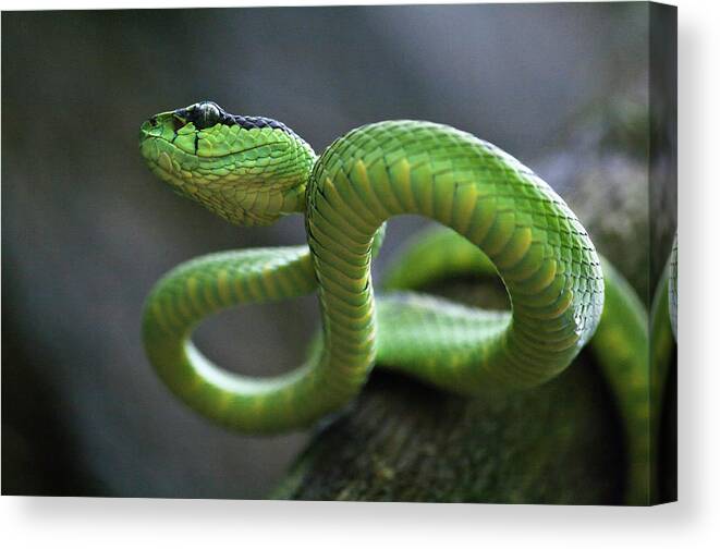 Animal Themes Canvas Print featuring the photograph Green Pit Viper by Dhammika Heenpella / Images Of Sri Lanka