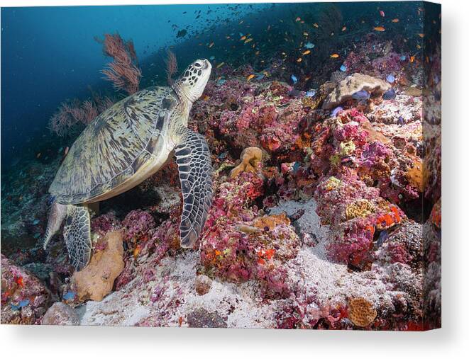 Animals Canvas Print featuring the photograph Green Sea Turtle In Maldives by Tui De Roy
