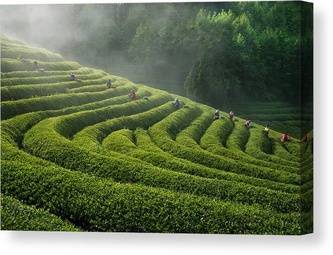 Tea Canvas Print featuring the photograph Green Tea Farm by Bongok Namkoong