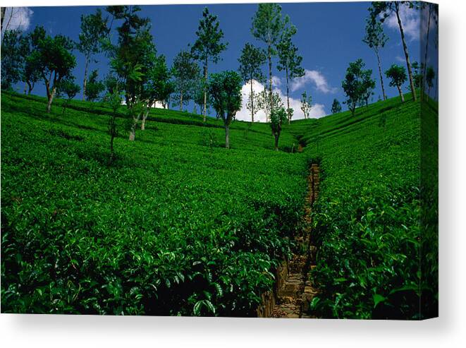 Outdoors Canvas Print featuring the photograph Green Tea Plantation by Dallas Stribley