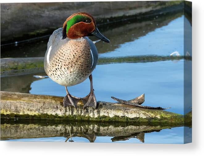 Green-winged Teal Canvas Print featuring the photograph Green-winged Teal on a Log by Kathleen Bishop
