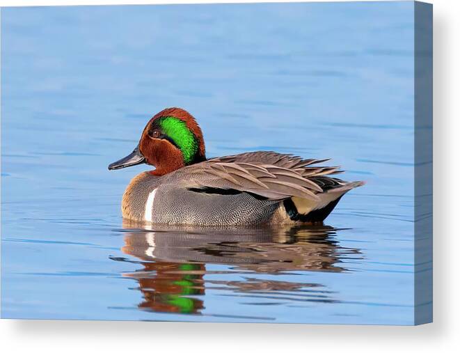 Green-winged Teal Canvas Print featuring the photograph Green-winged Teal on the Pond by Kathleen Bishop