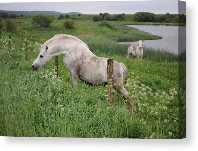 Welsh Pony Canvas Print featuring the photograph Greener Grass by Jack Harries