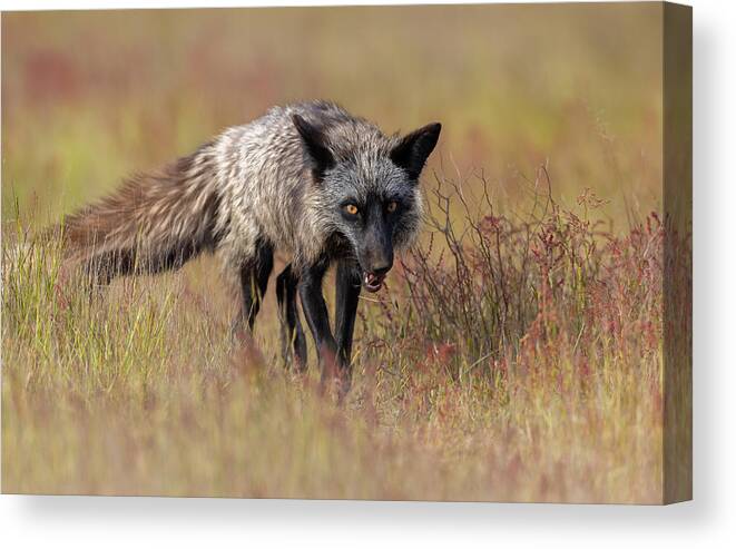 Fox Canvas Print featuring the photograph Grey Fox by Johnson Huang