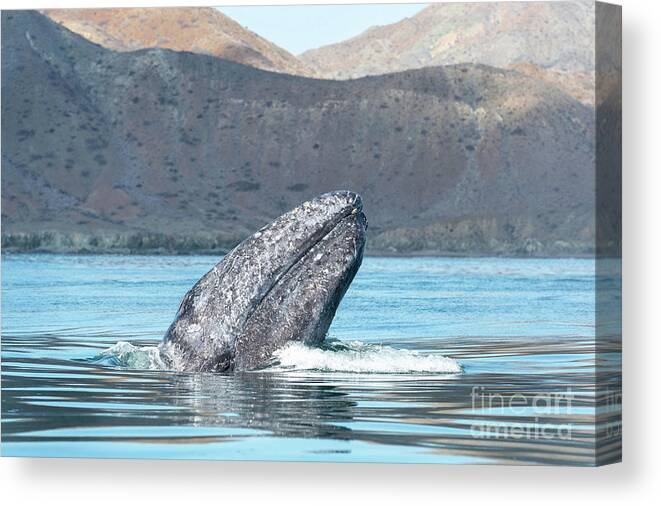 Animal Canvas Print featuring the photograph Grey Whale Spyhopping by Christopher Swann/science Photo Library