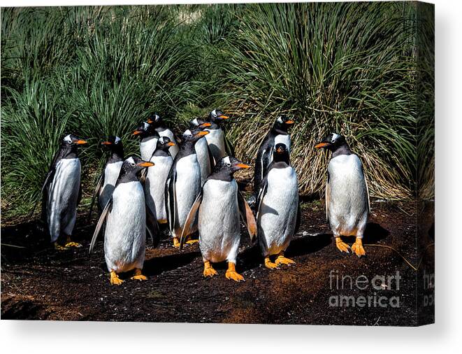 Gentoo Penguin Canvas Print featuring the photograph Group Outing by Paulette Sinclair