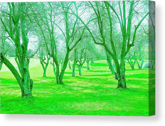 Green Trees Canvas Print featuring the photograph Grove 3 by Marty Klar