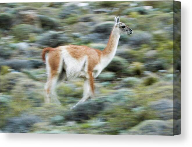 Sebastian Kennerknecht Canvas Print featuring the photograph Guanaco On The Run, Patagonia by Sebastian Kennerknecht