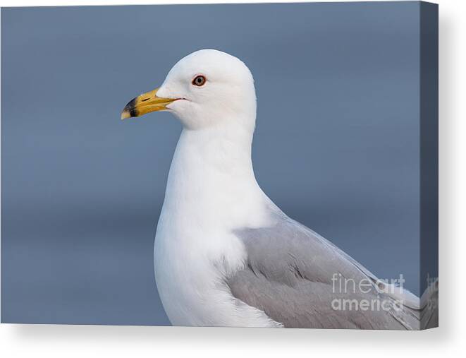 Photography Canvas Print featuring the photograph Gull Portrait 1 by Alma Danison