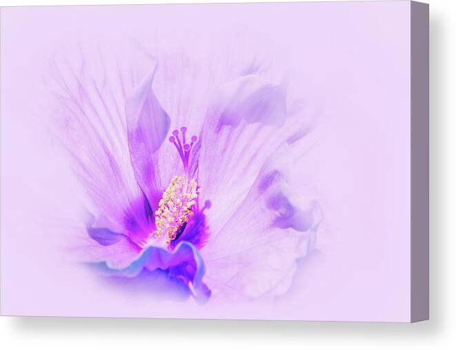 Flower. Blue Flower Canvas Print featuring the photograph Gumamela by Iryna Goodall