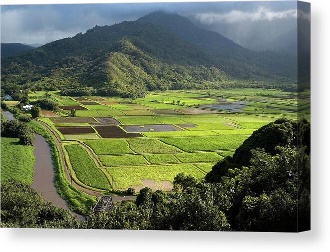 Scenics Canvas Print featuring the photograph Hanalei Valley With Taro Fields Below by John Elk Iii