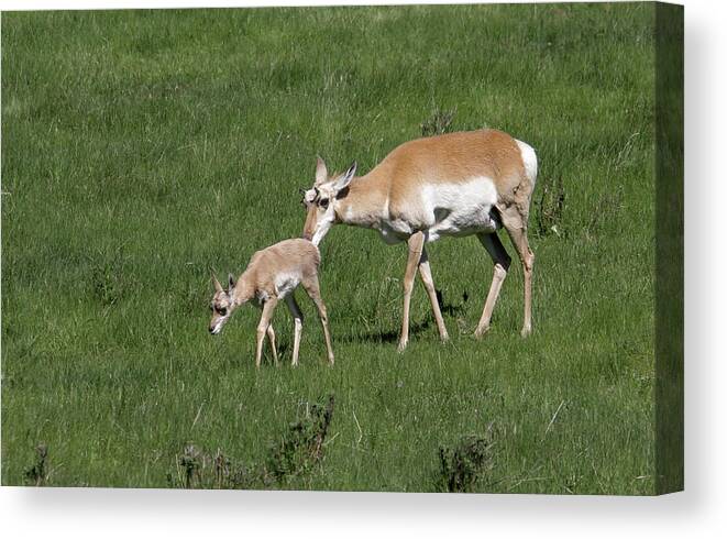 Pronghorn Canvas Print featuring the photograph Hanging close by Ronnie And Frances Howard