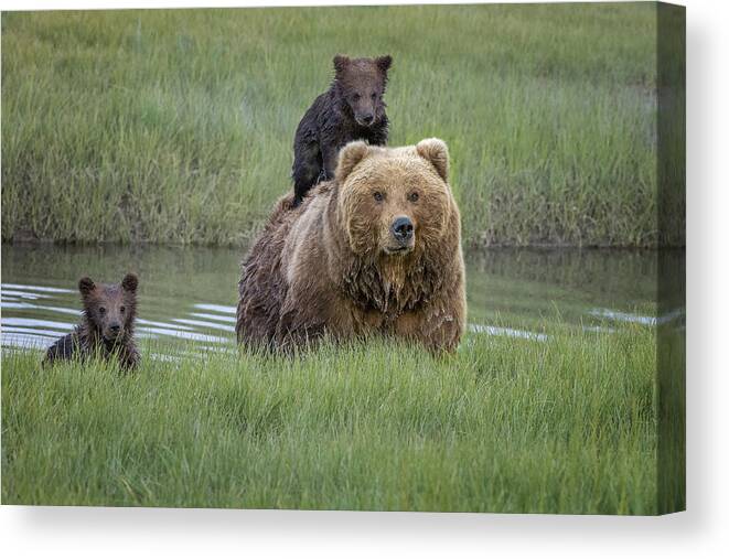 Animals Canvas Print featuring the photograph Hanging With Mum by Renee Doyle