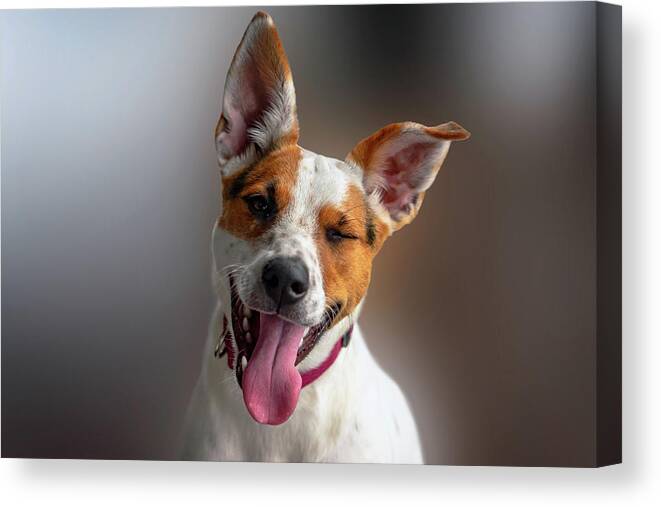 Dog Canvas Print featuring the photograph Happy Dog by Christopher Johnson