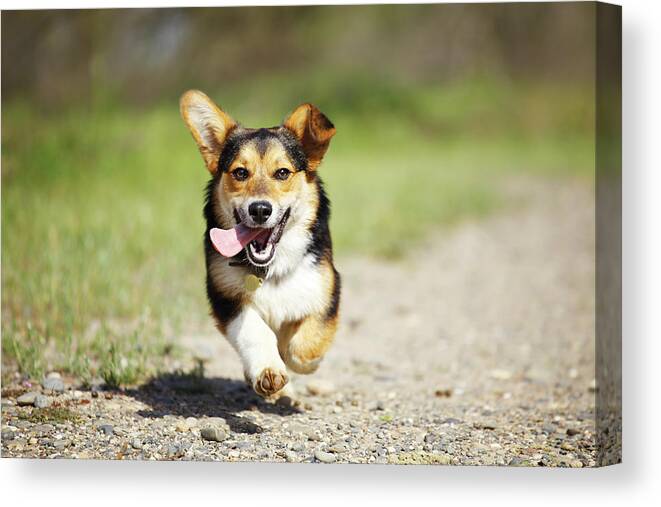 Shadow Canvas Print featuring the photograph Happy Dog Running Outdoors by Purple Collar Pet Photography