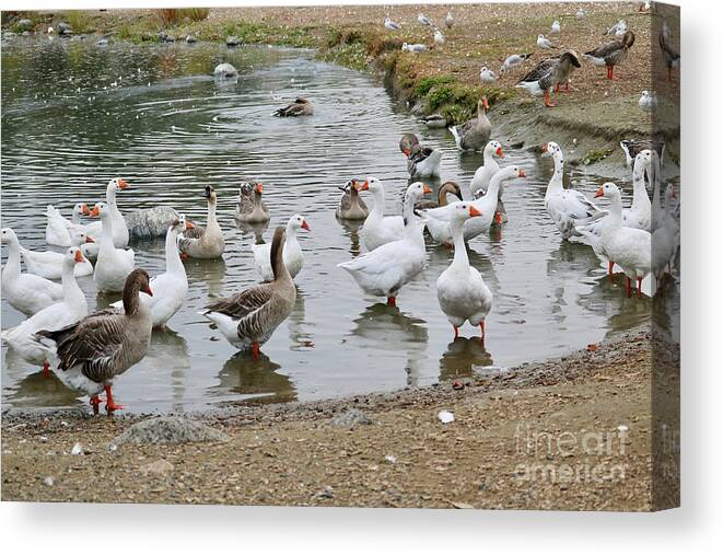 Geese Canvas Print featuring the photograph Happy Geese by Carol Groenen