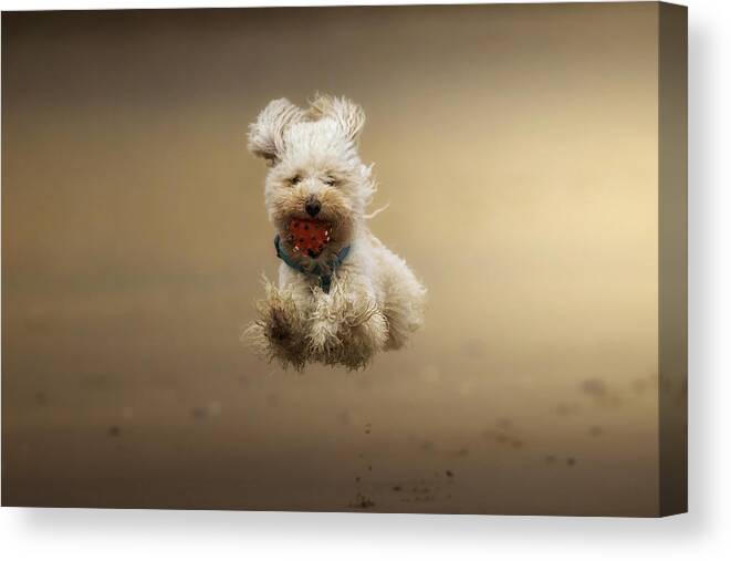 Poodle Canvas Print featuring the photograph Happy. by Sergio Saavedra Ruiz