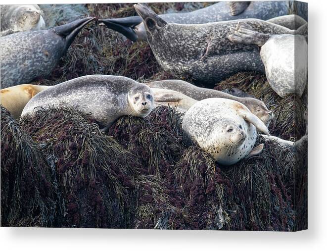 Scott Leslie Canvas Print featuring the photograph Harbor Seals Along Bay of Fundy by Scott Leslie