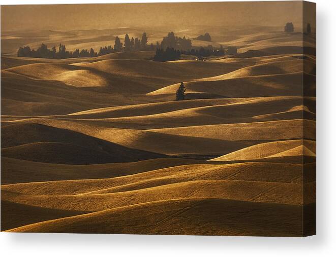 Hills Canvas Print featuring the photograph Harvest Season by Lydia Jacobs